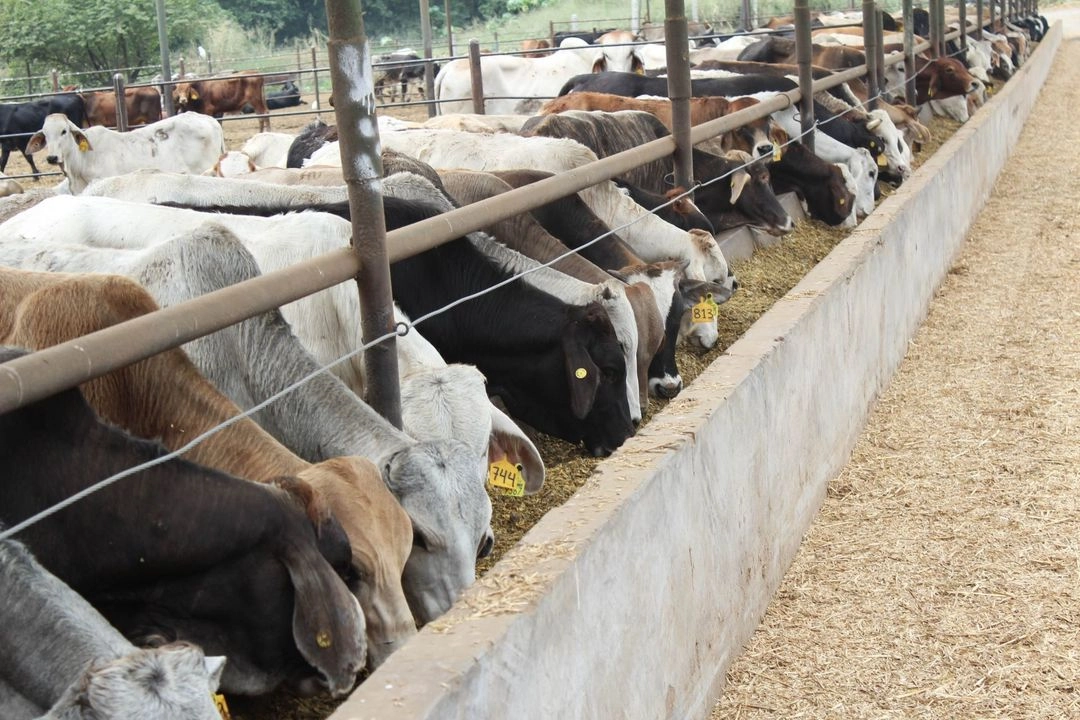 Retoman diálogo Sader y USDA para contener plaga del gusano barrenador de ganado