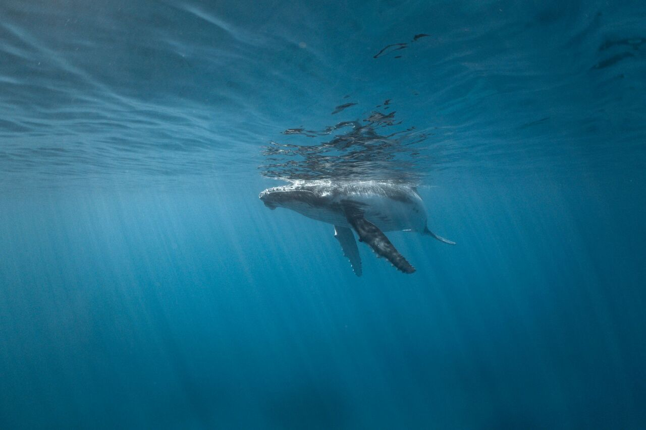 Arte, ciencia y acción comunitaria, la fórmula de FOMARES para proteger el mar