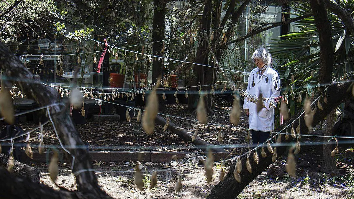 La guardería de mariposas: la labor de cuidar hermosos capullos en el Bosque de Chapultepec