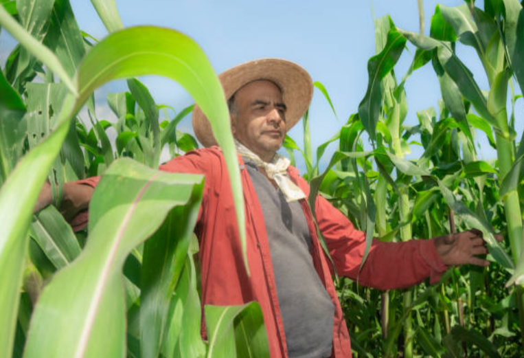 Programa Cosechando Soberanía quedará corto; México tendrá que importar 54% del maíz que consumirá
