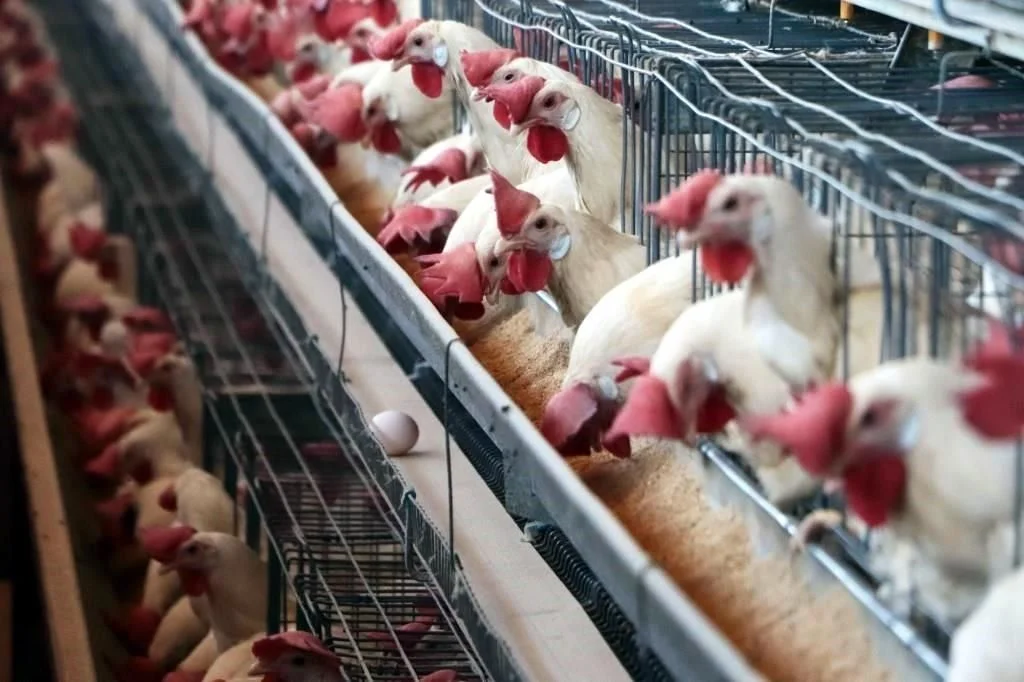 Avícolas abogarán por T-MEC con libre importación de granos