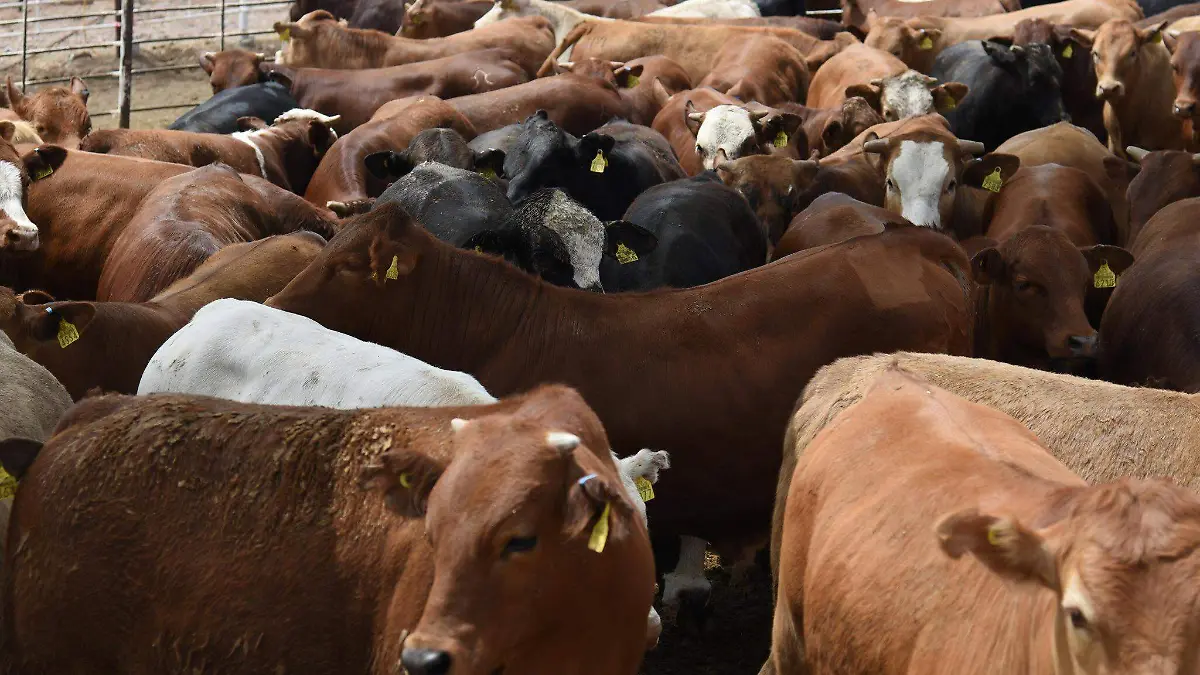Exportaciones de carne de res bajan 2% en una semana tras veto de EU