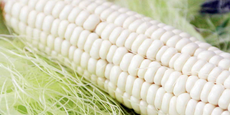 Por primera vez en 30 años México no produjo suficiente maíz blanco