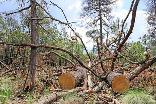 México vive una tragedia ambiental