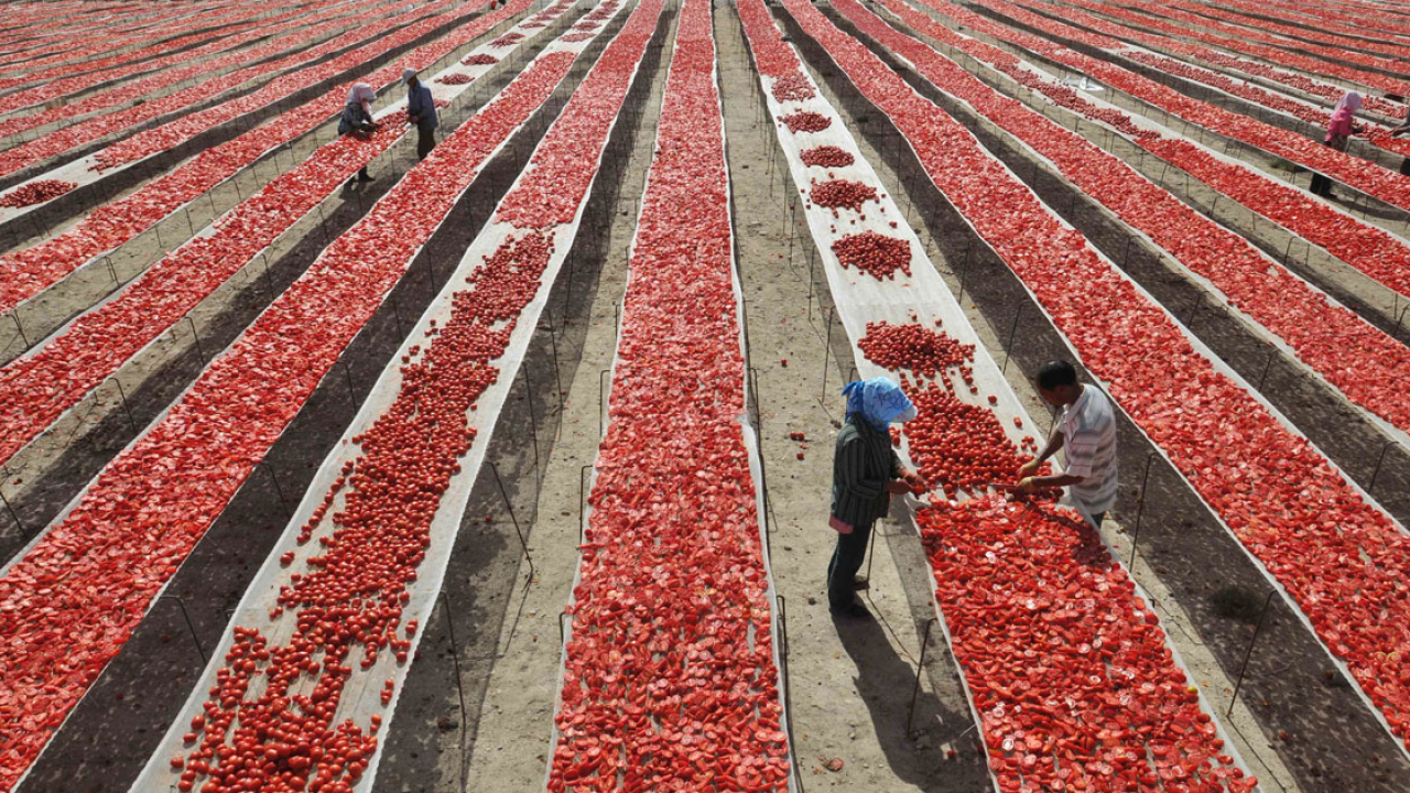 EU revisaría cuota antidumping contra tomate mexicano