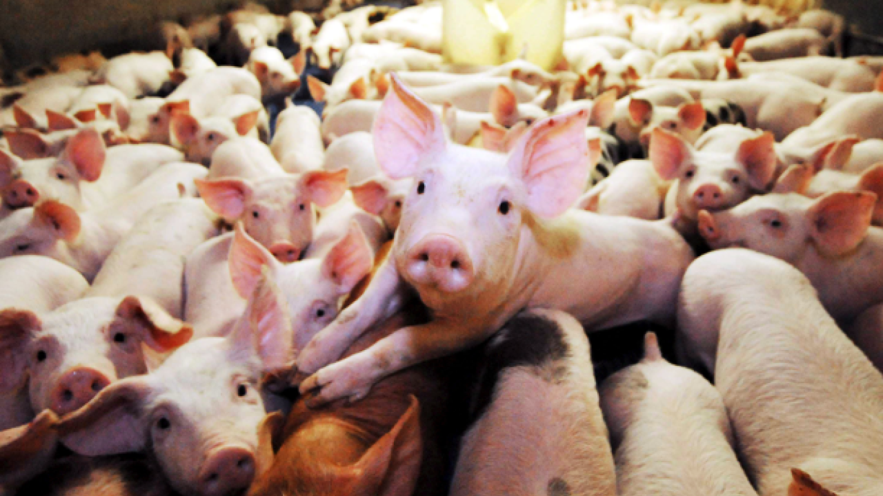 China quiere cerdos más delgados para reducir el uso de grano en la ganadería