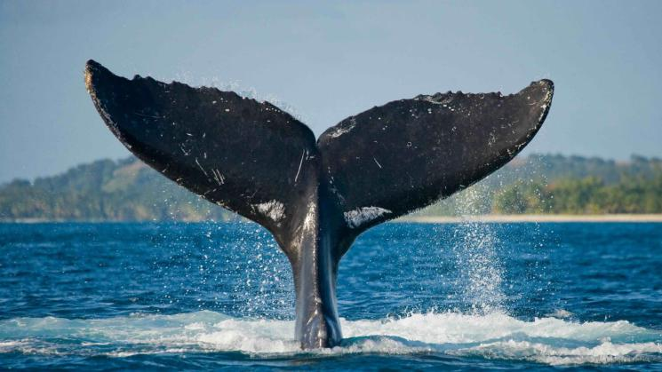 Ratifican 50 países tratado de ONU para proteger los océanos