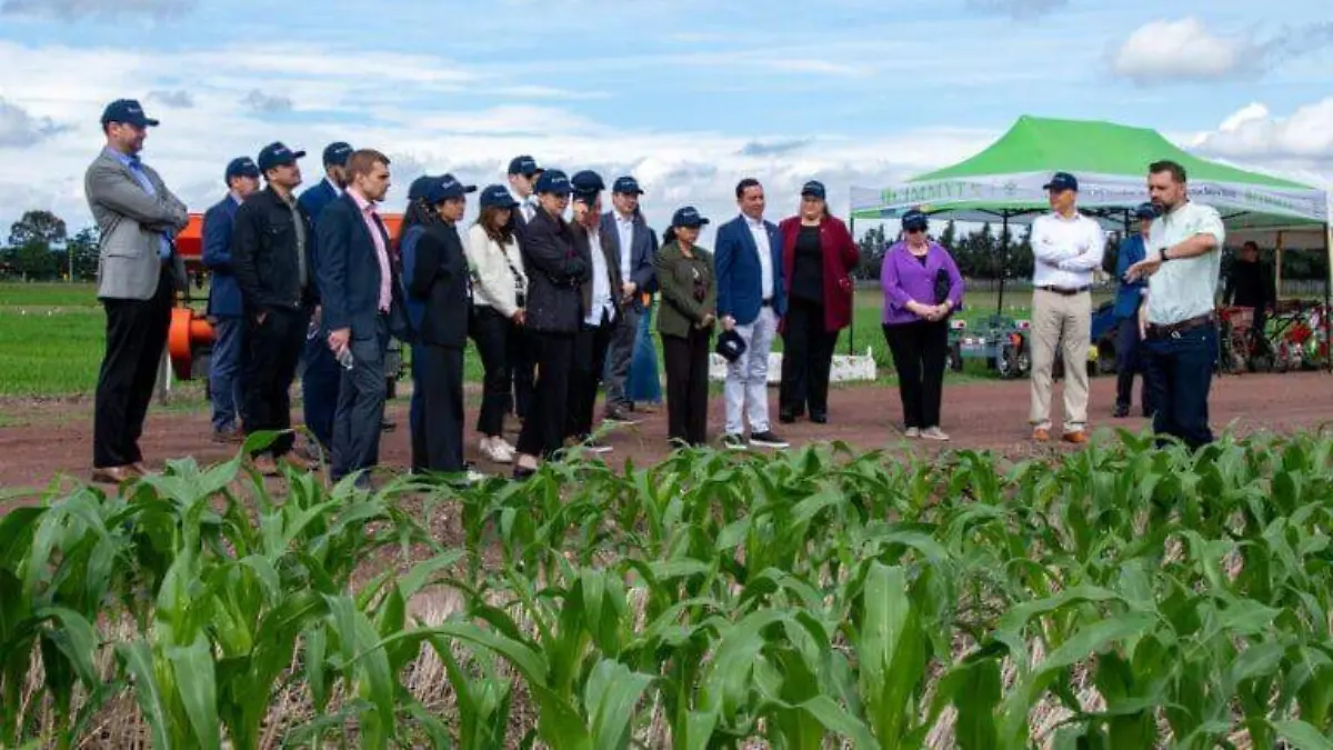Logran cultivo de maíz amarillo en Jalisco y Sinaloa en áreas donde no se había conseguido