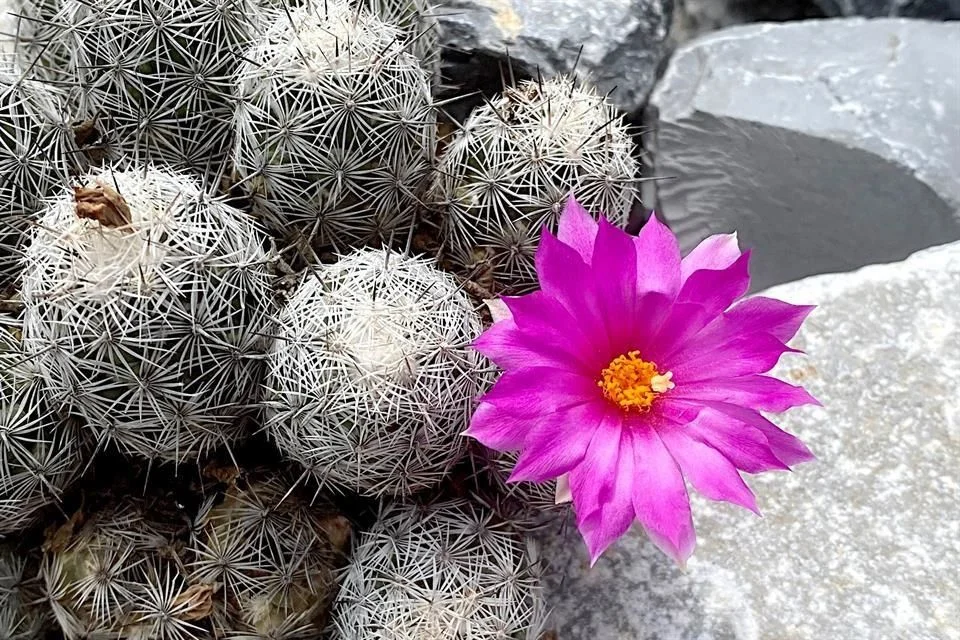 Identifican cactáceas en la Huasteca