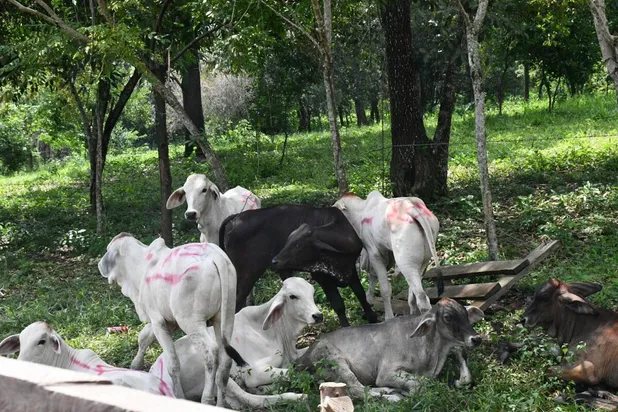 El gusano barrenador: la plaga que devora vacas y paraliza el sur de Veracruz