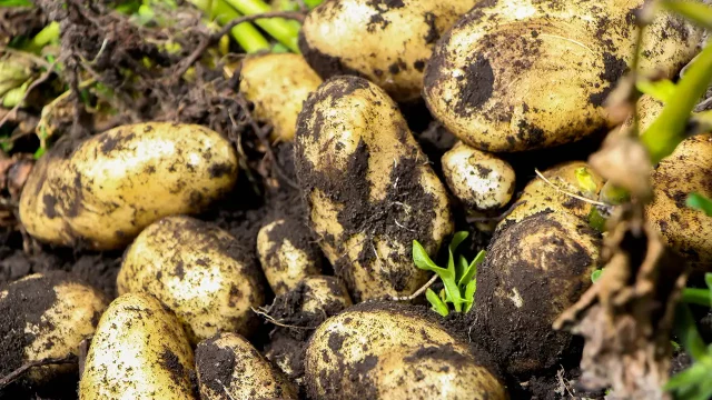 Científicos revelan el origen evolutivo de la papa y cómo el tomate tuvo un papel fundamental
