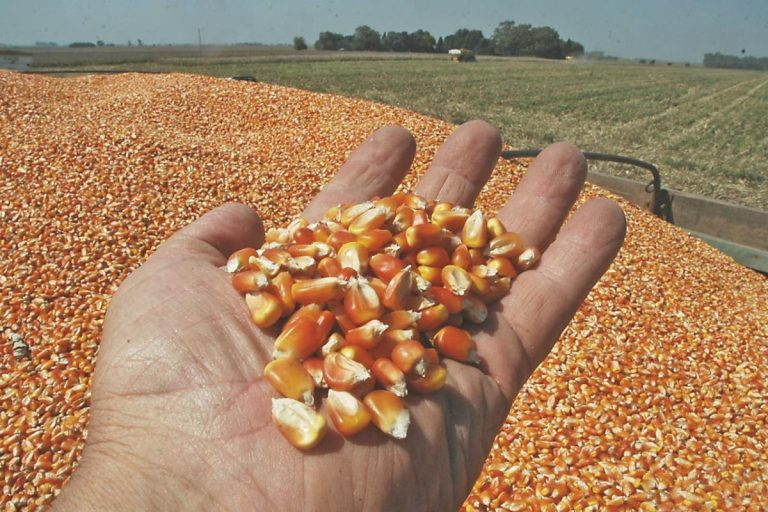 Récord de producción de maíz en EU presiona a México