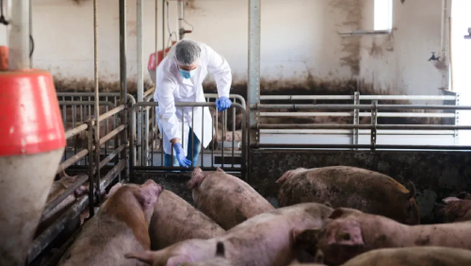México acelera su dependencia al maíz importado para alimentar pollos, cerdos y ganado