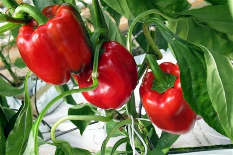 Abre Japón su mercado al pimiento morrón mexicano