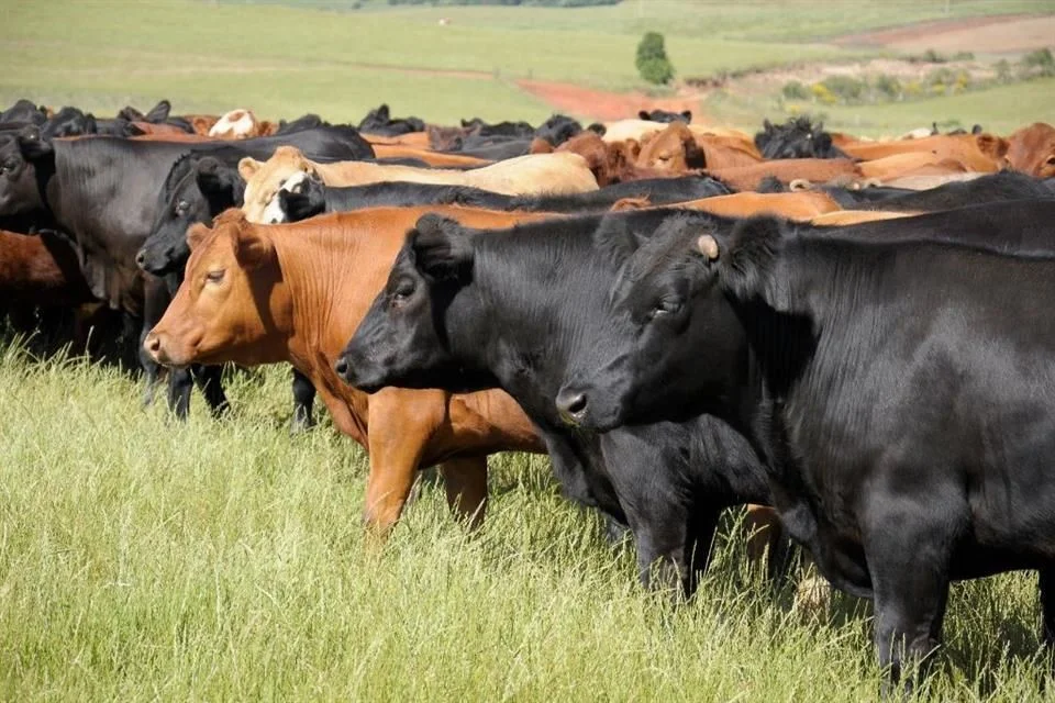 Manda EU personal a Nuevo Leónpor gusano barrenador