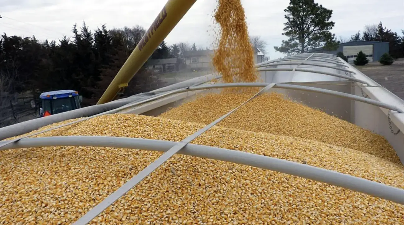 Aumentan las importaciones de maíz en 2025; suman 16.8 millones de toneladas