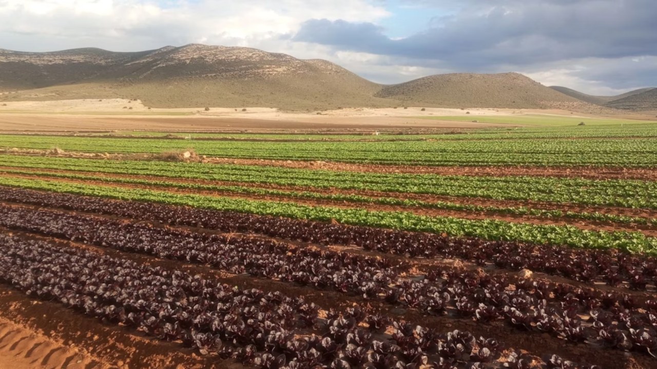 Tres cambios cruciales en el sistema alimentario para no devorar el planeta