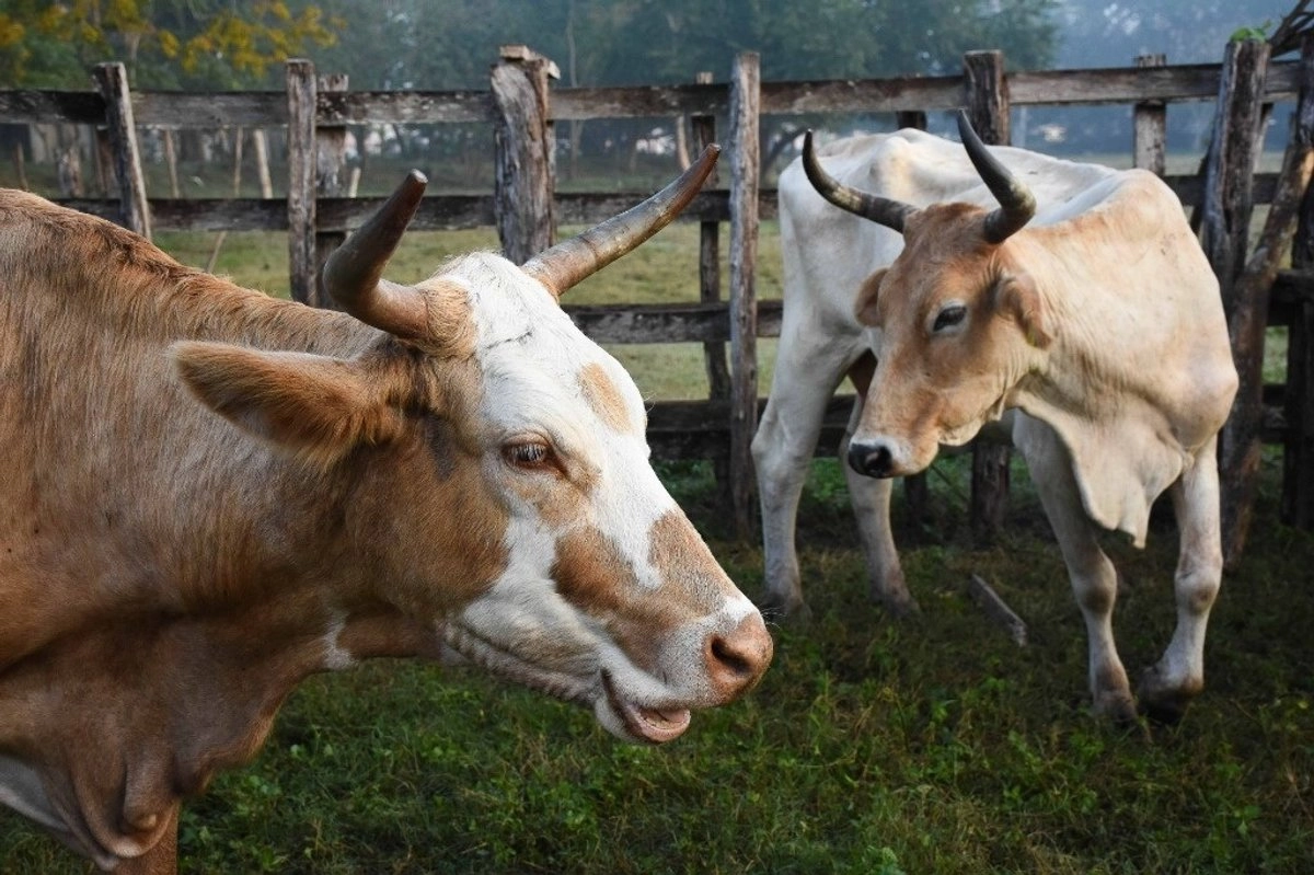 Gusano barrenador del Nuevo Mundo