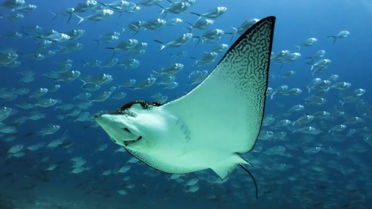 Tratado de Altamar, ¿para qué sirve y qué alcances tiene?