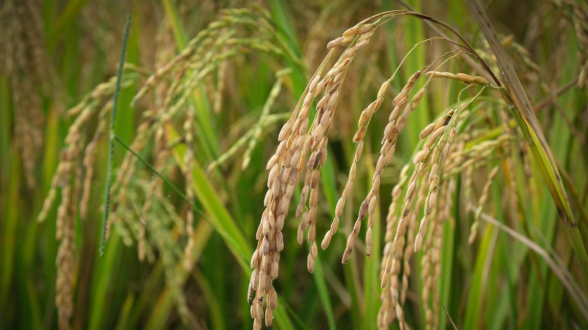 Congreso de EU cierra filas para blindar el T-MEC en temas agro
