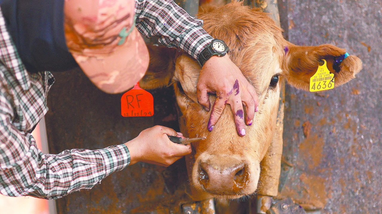 EU no está listo para reabrirse al ganado mexicano por el gusano barrenador: Brooke Rollins