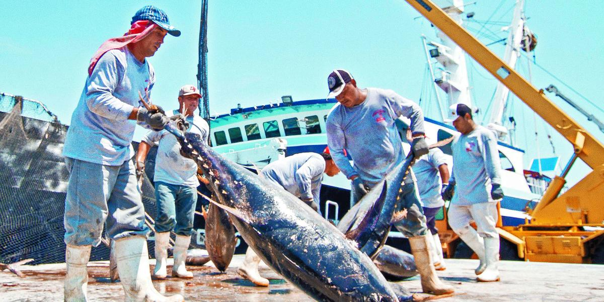 México exporta hasta 80% de su pesca y urge elevar el consumo interno: Comepesca