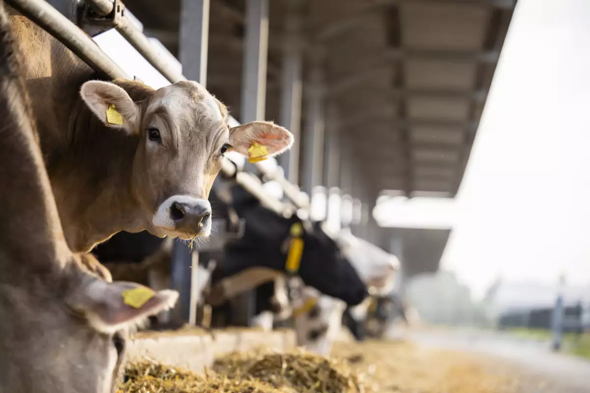 Sanidad, T-MEC y precios, el triple frente de la carne en 2026