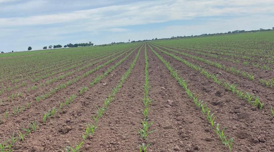 El 20% de las tierras de cultivo ha dejado de sembrarse: CNA