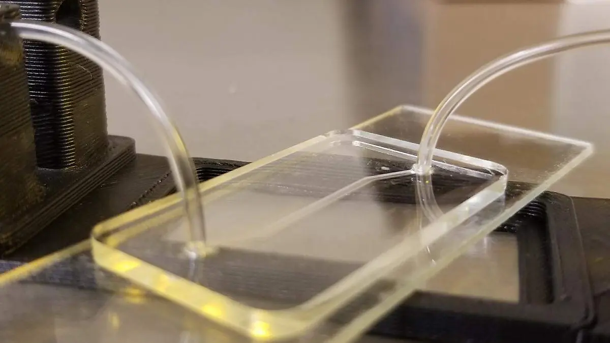 Fabrican en la UNAM chip que replica funciones del hígado humano para evaluar medicamentos