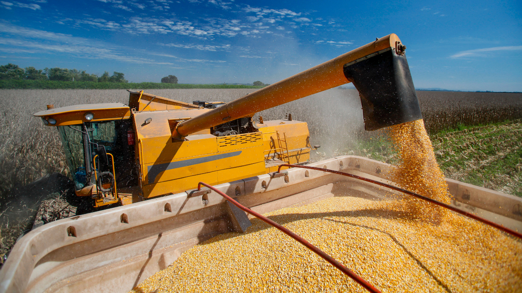 Importaciones sin precedente de maíz en 2025